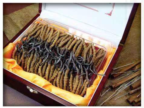 豆河镇冬虫夏草回收